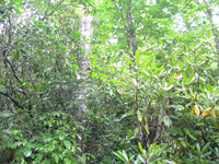 GRSM Accuracy Assessment. Plot Code: GRSM_AA_0067_3