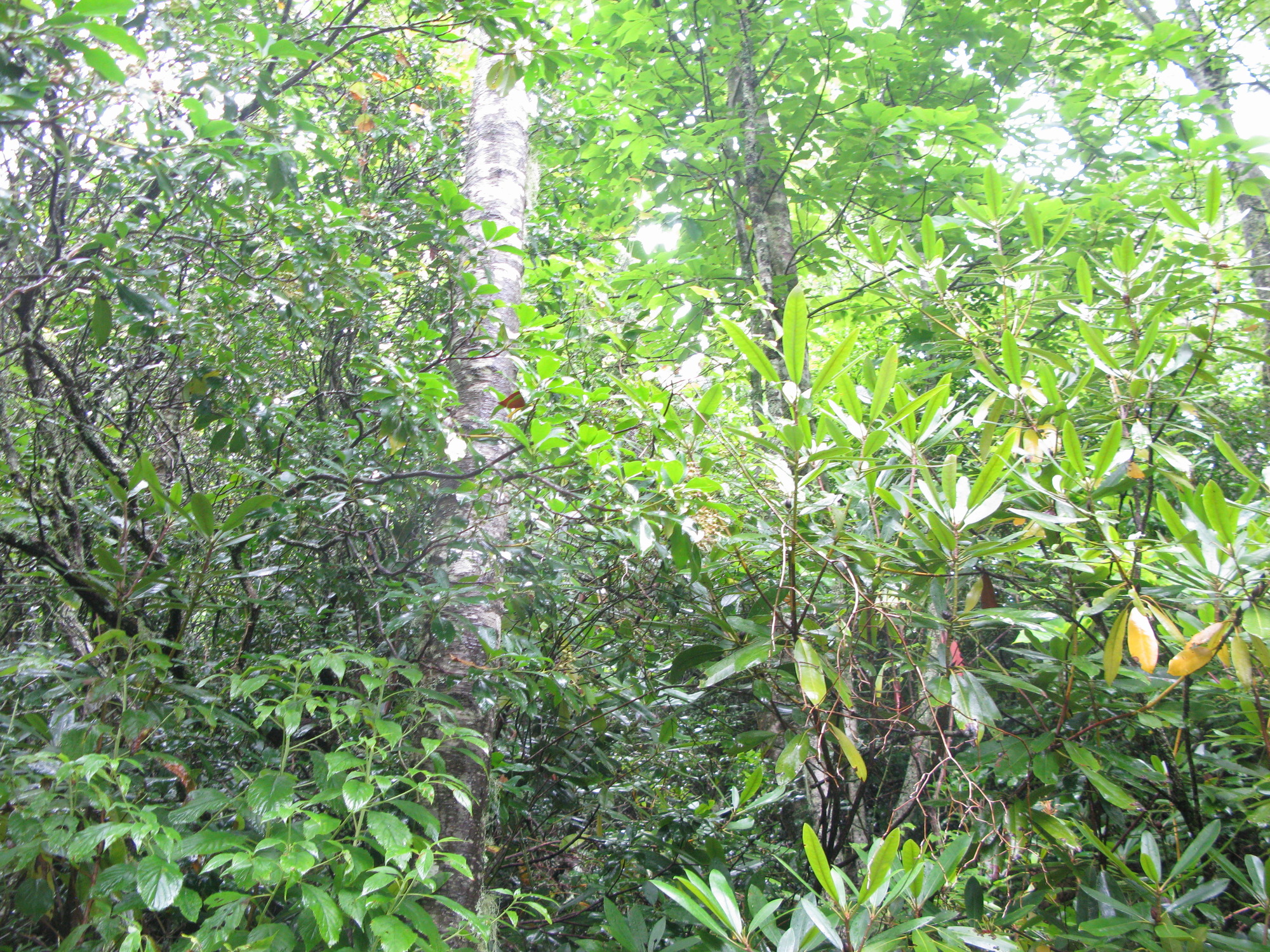 GRSM Accuracy Assessment. Plot Code: GRSM_AA_0067_3