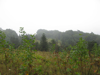 GRSM Accuracy Assessment. Plot Code: GRSM_AA_0075_4