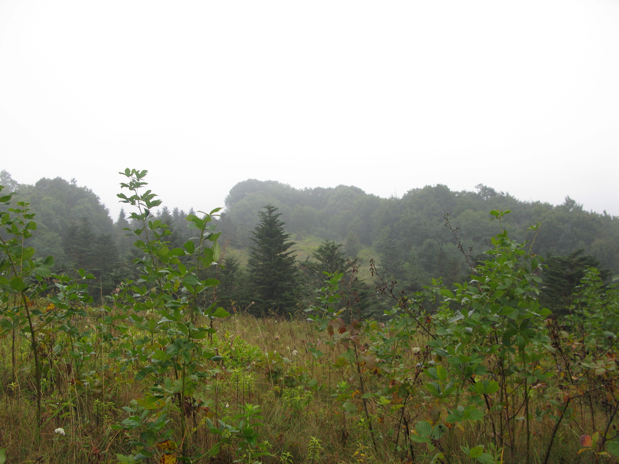 GRSM Accuracy Assessment. Plot Code: GRSM_AA_0075_4