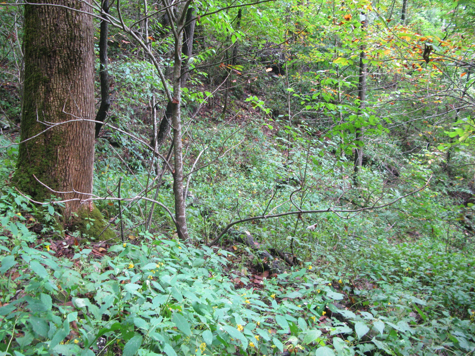 GRSM Accuracy Assessment. Plot Code: GRSM_AA_0485_2