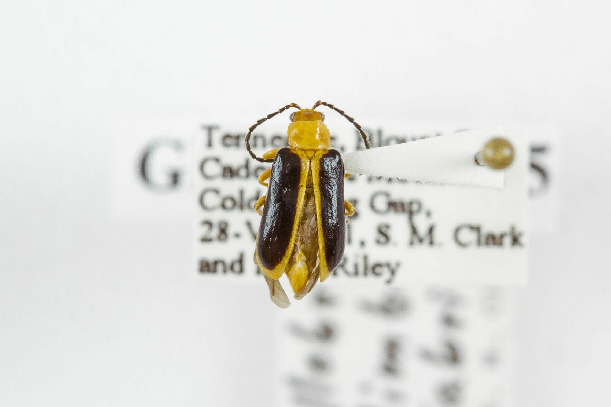 Image of Phyllobrotica limbata, a species of Animalia