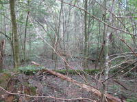 GRSM Accuracy Assessment. Plot Code: GRSM_AA_0481_2