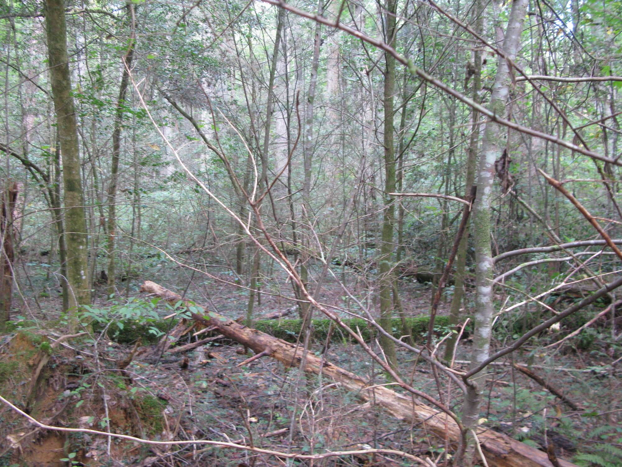 GRSM Accuracy Assessment. Plot Code: GRSM_AA_0481_2