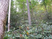 GRSM Accuracy Assessment. Plot Code: GRSM_AA_0655_2