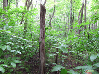 GRSM Accuracy Assessment. Plot Code: GRSM_AA_0612_5