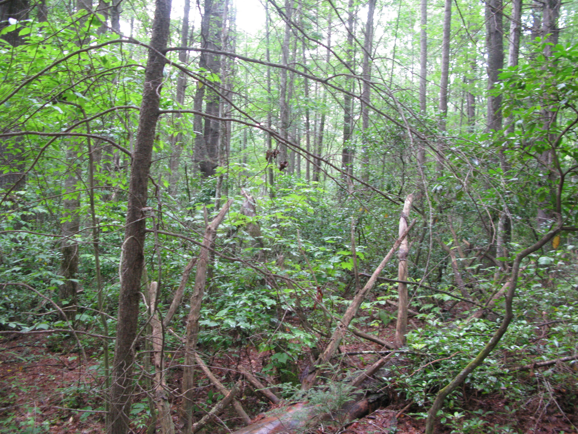 GRSM Accuracy Assessment. Plot Code: GRSM_AA_0164_2