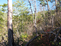 GRSM Accuracy Assessment. Plot Code: GRSM_AA_0329_2