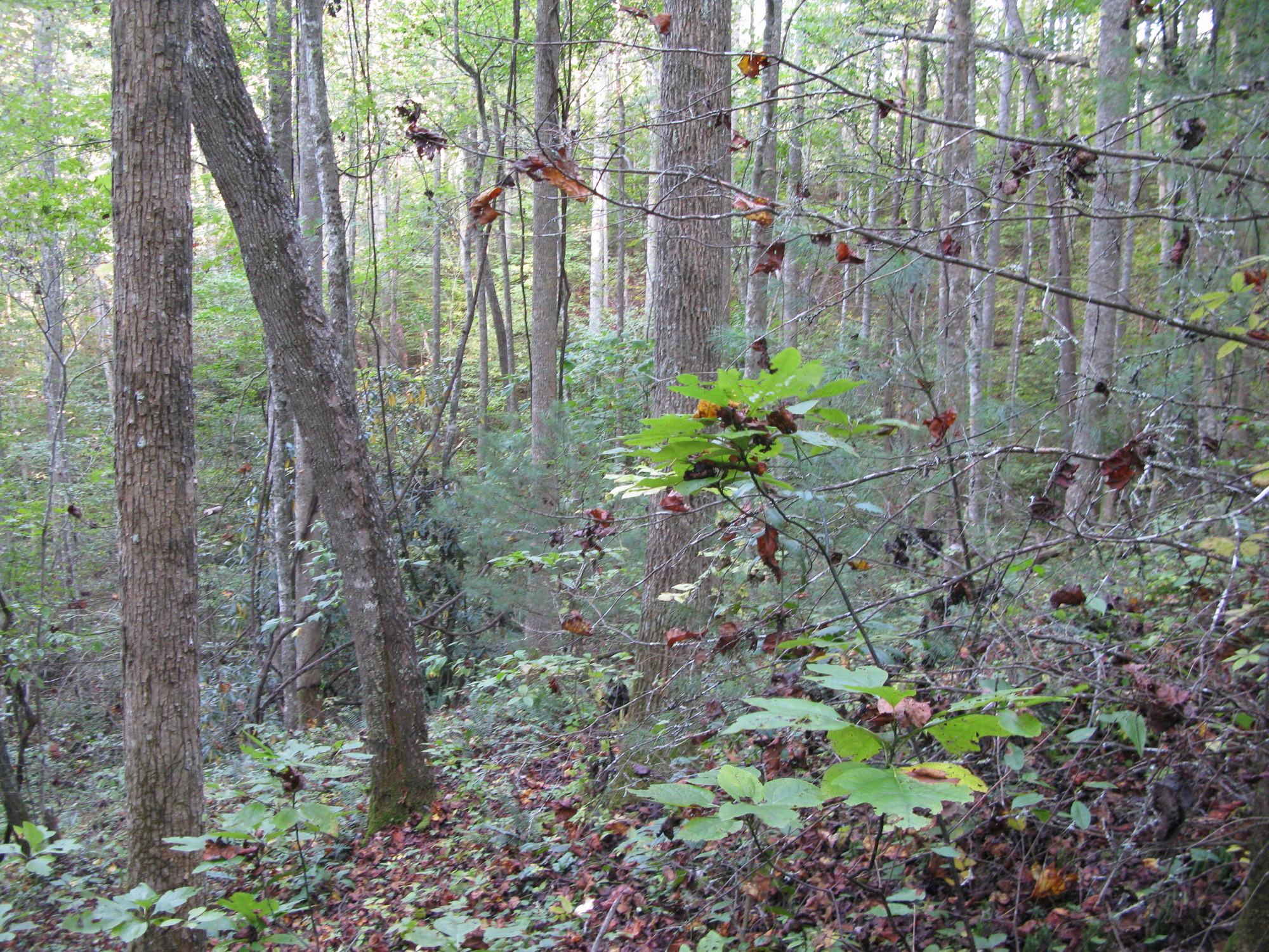 GRSM Accuracy Assessment. Plot Code: GRSM_AA_0033_3