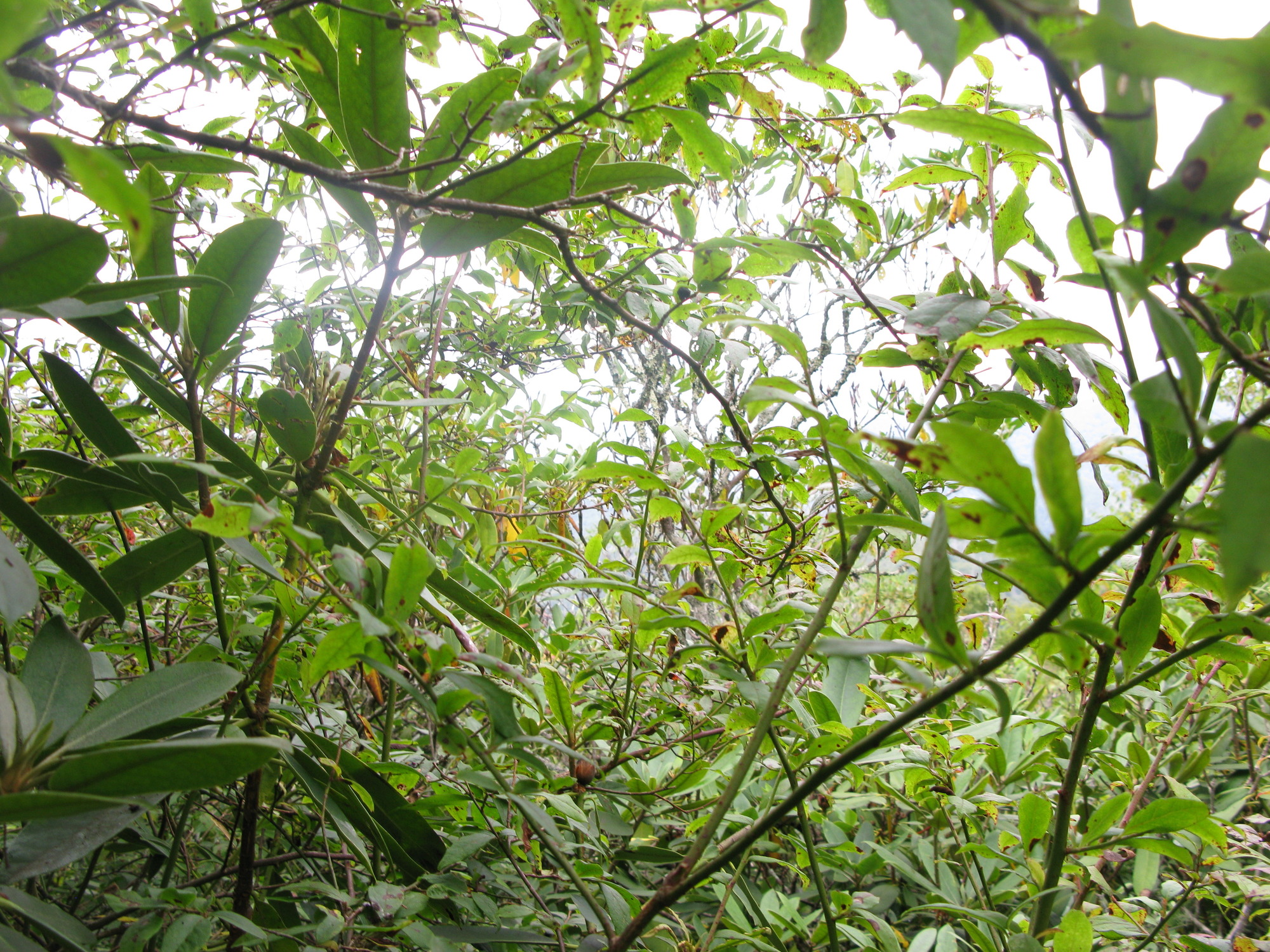 GRSM Accuracy Assessment. Plot Code: GRSM_AA_0311_2