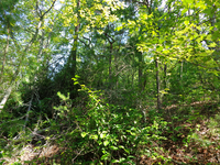 GRSM Accuracy Assessment. Plot Code: GRSM_AA_0295_2