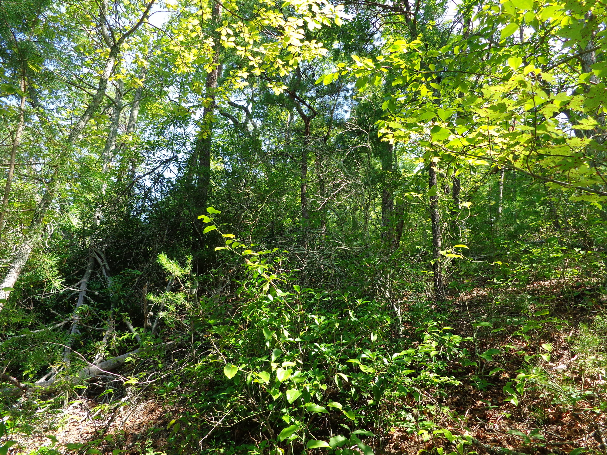 GRSM Accuracy Assessment. Plot Code: GRSM_AA_0295_2