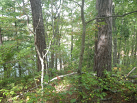 GRSM Accuracy Assessment. Plot Code: GRSM_AA_0332_6