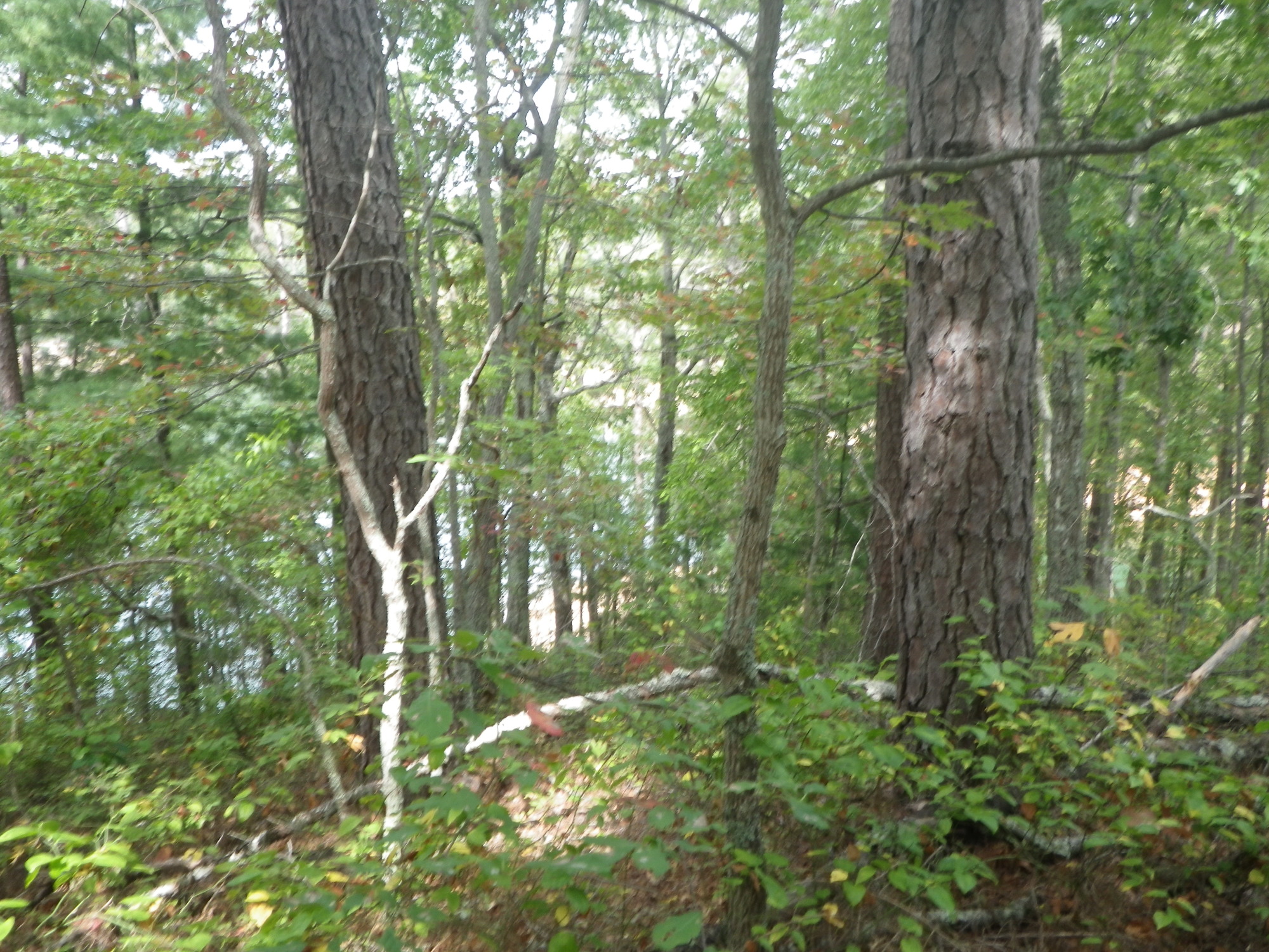 GRSM Accuracy Assessment. Plot Code: GRSM_AA_0332_6