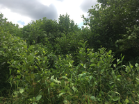 GRSM Accuracy Assessment. Plot Code: GRSM_AA_0670_3