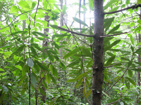 GRSM Accuracy Assessment. Plot Code: GRSM_AA_0125_4