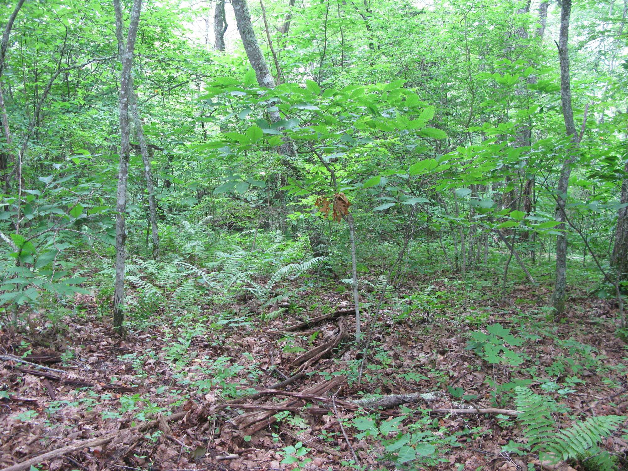 GRSM Accuracy Assessment. Plot Code: GRSM_AA_0004_2