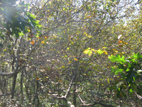 GRSM Accuracy Assessment. Plot Code: GRSM_AA_0342_5