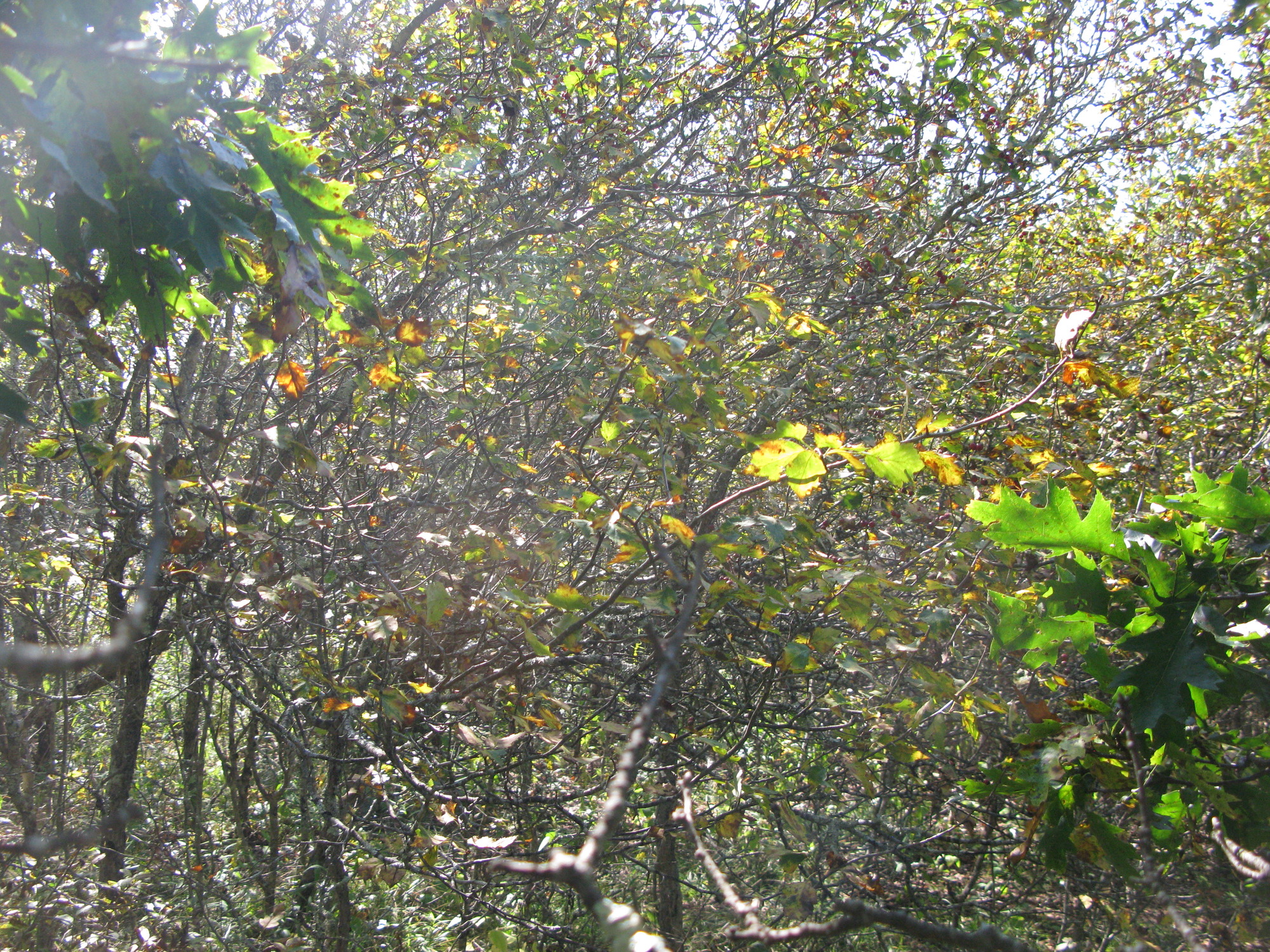 GRSM Accuracy Assessment. Plot Code: GRSM_AA_0342_5