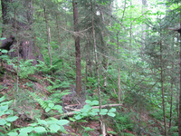 GRSM Accuracy Assessment. Plot Code: GRSM_AA_0173_6