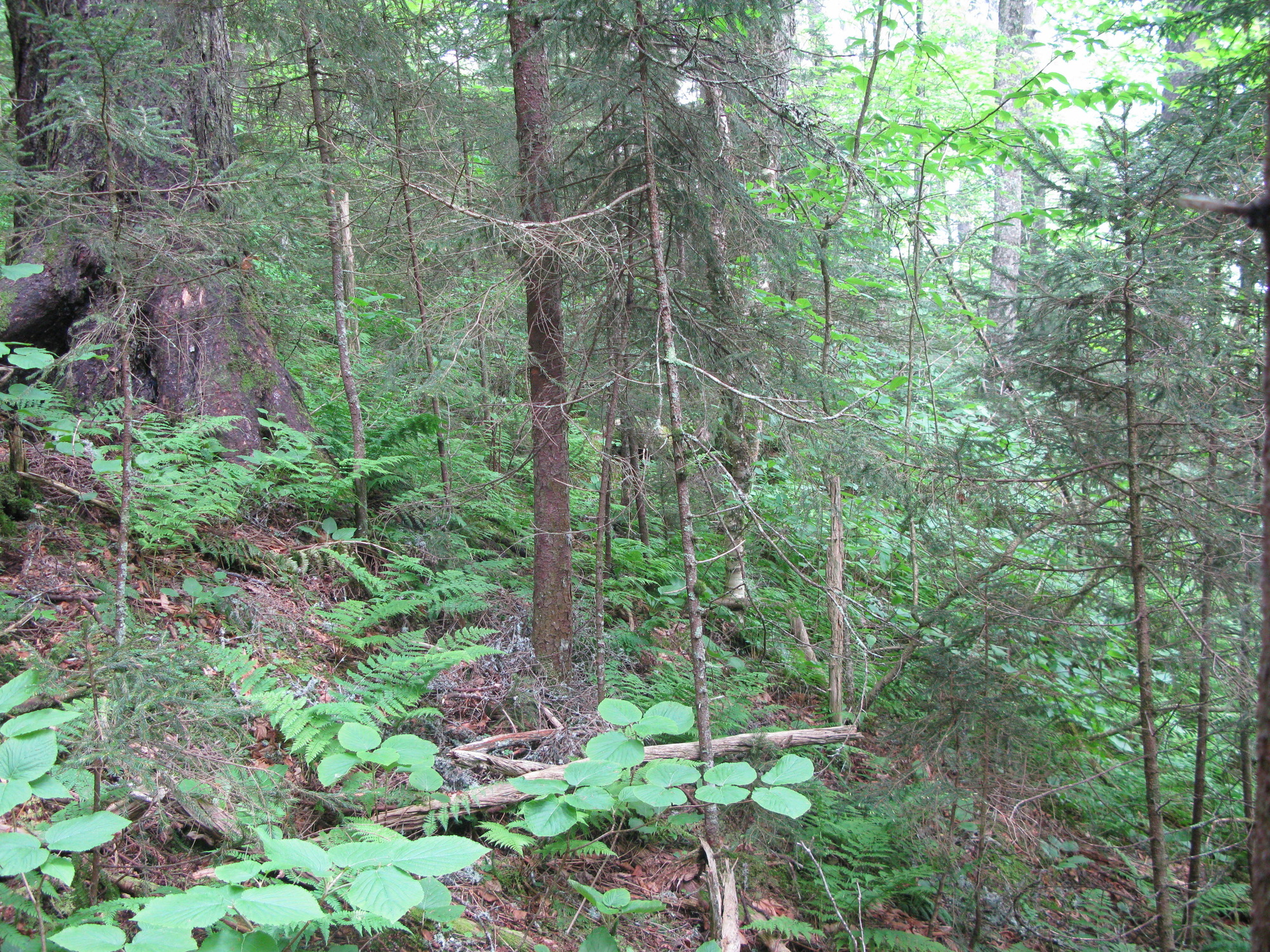 GRSM Accuracy Assessment. Plot Code: GRSM_AA_0173_6