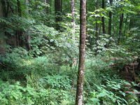 GRSM Accuracy Assessment. Plot Code: GRSM_AA_0948_2