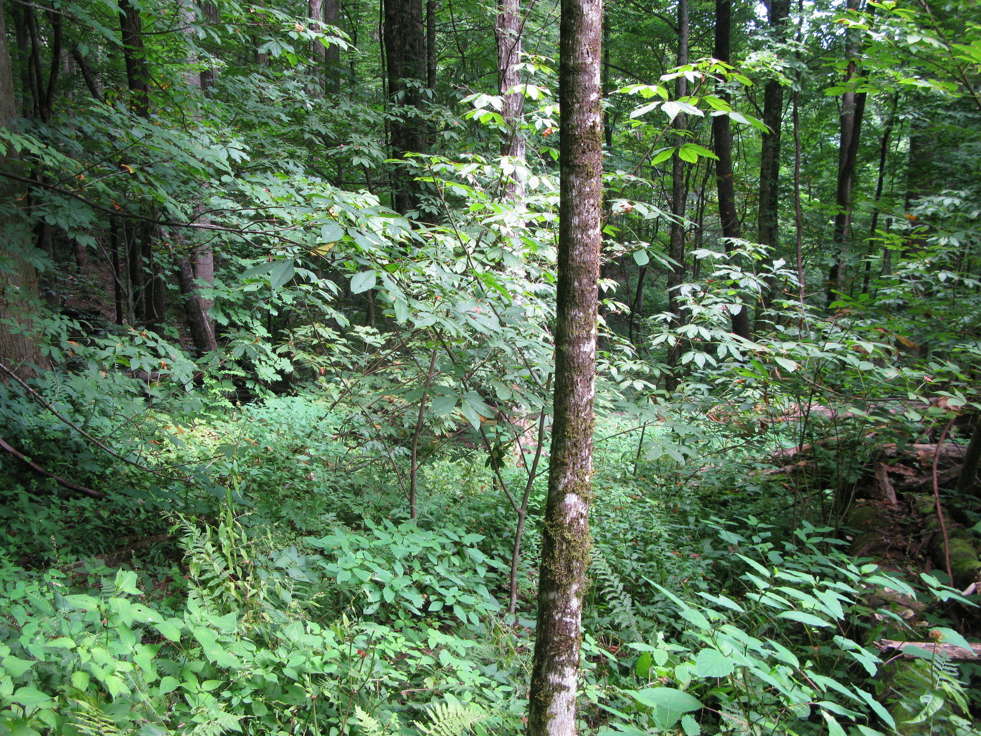 GRSM Accuracy Assessment. Plot Code: GRSM_AA_0948_2