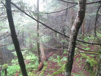 GRSM Accuracy Assessment. Plot Code: GRSM_AA_0630_5