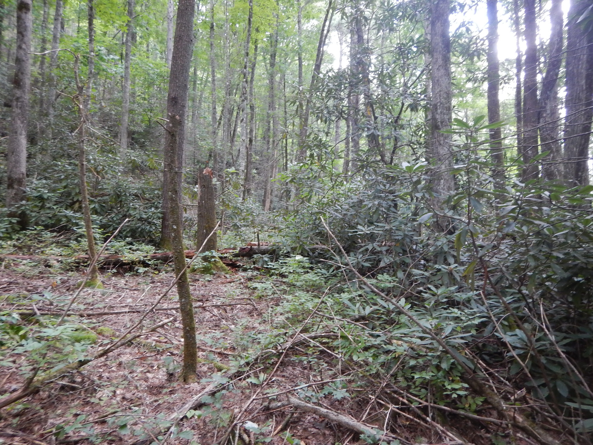 GRSM Accuracy Assessment. Plot Code: GRSM_AA_0499_5