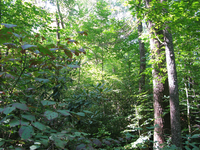 GRSM Accuracy Assessment. Plot Code: GRSM_AA_0842_6