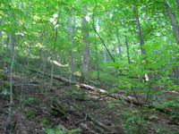 GRSM Accuracy Assessment. Plot Code: GRSM_AA_0516_4