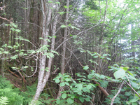 GRSM Accuracy Assessment. Plot Code: GRSM_AA_0602_5