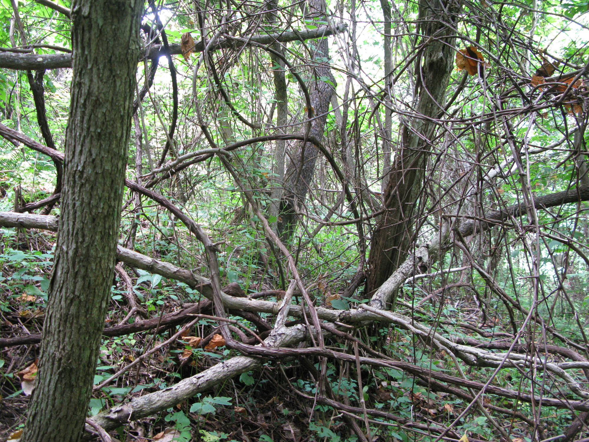 GRSM Accuracy Assessment. Plot Code: GRSM_AA_0944_2