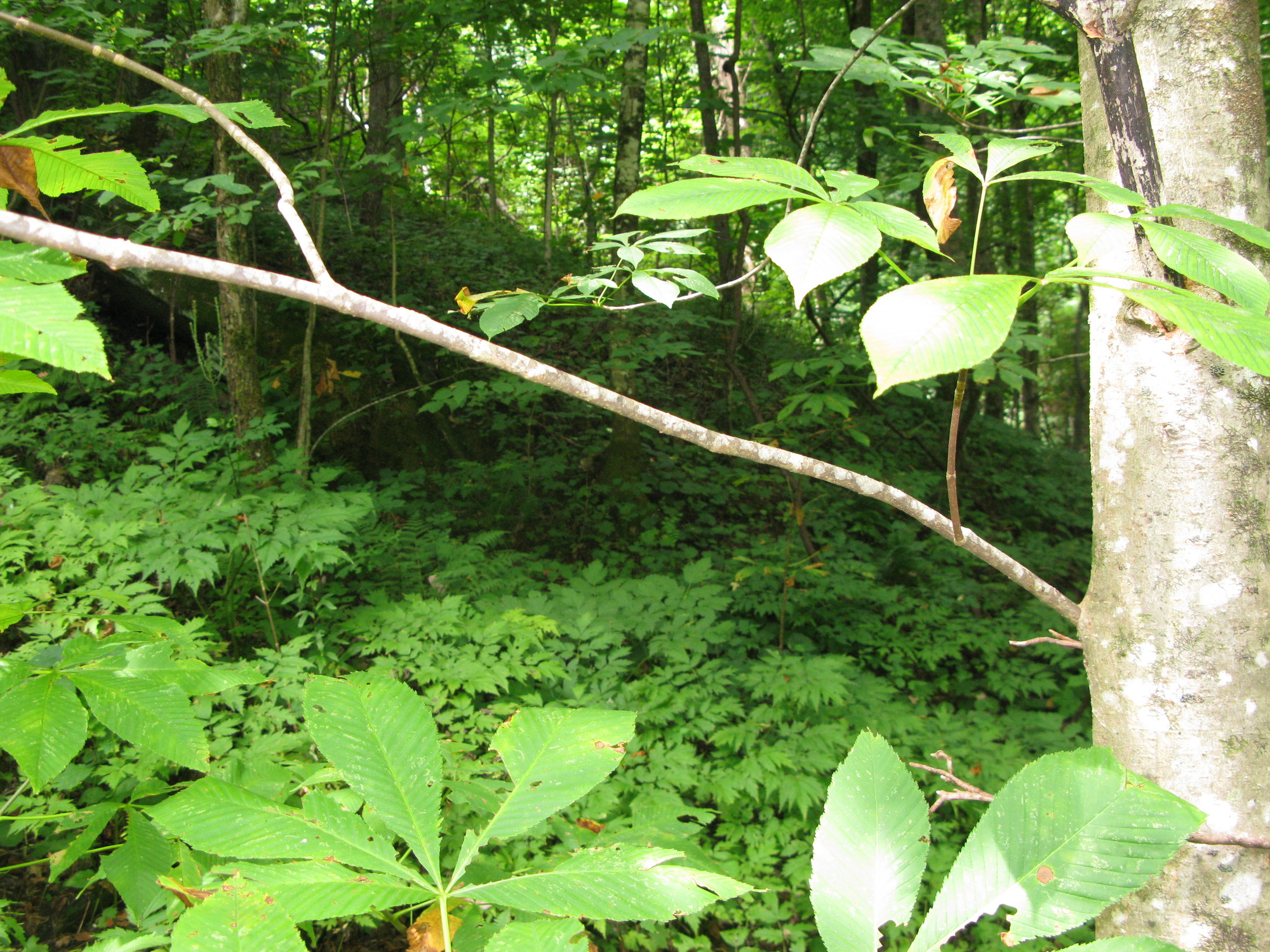 GRSM Accuracy Assessment. Plot Code: GRSM_AA_0948_5