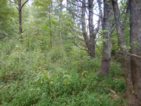 GRSM Accuracy Assessment. Plot Code: GRSM_AA_0703_5