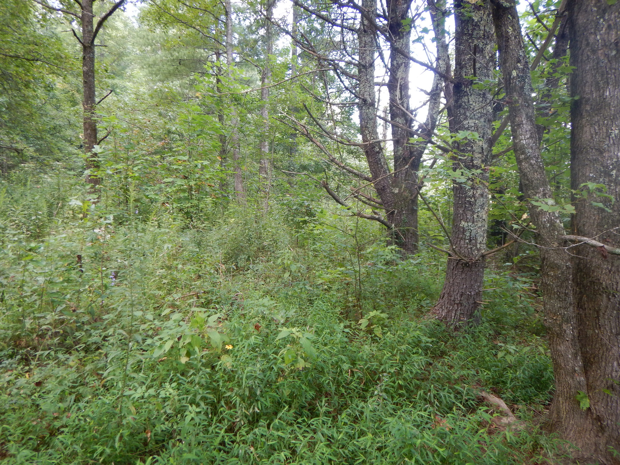 GRSM Accuracy Assessment. Plot Code: GRSM_AA_0703_5