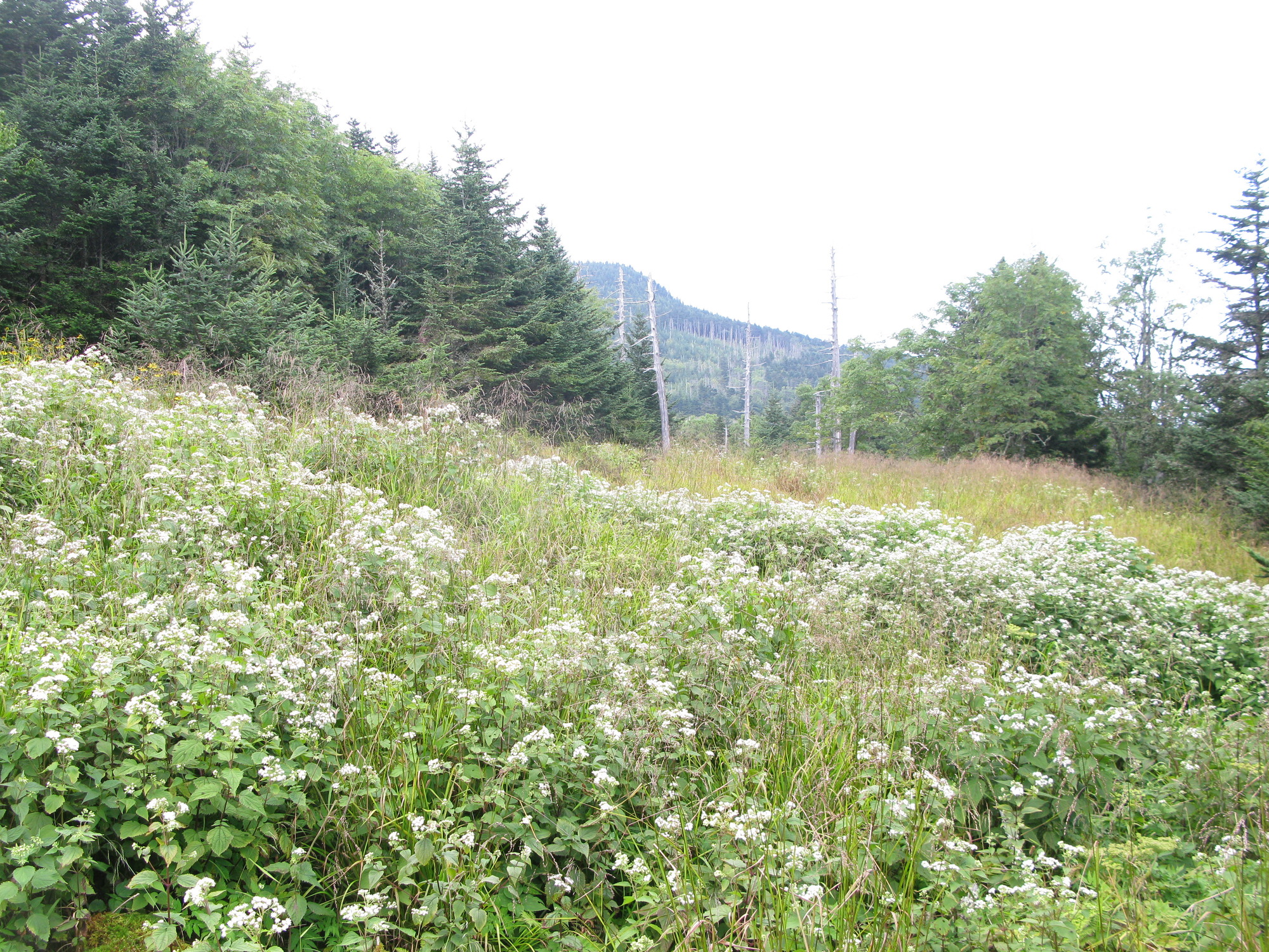 GRSM Accuracy Assessment. Plot Code: GRSM_AA_0781_6