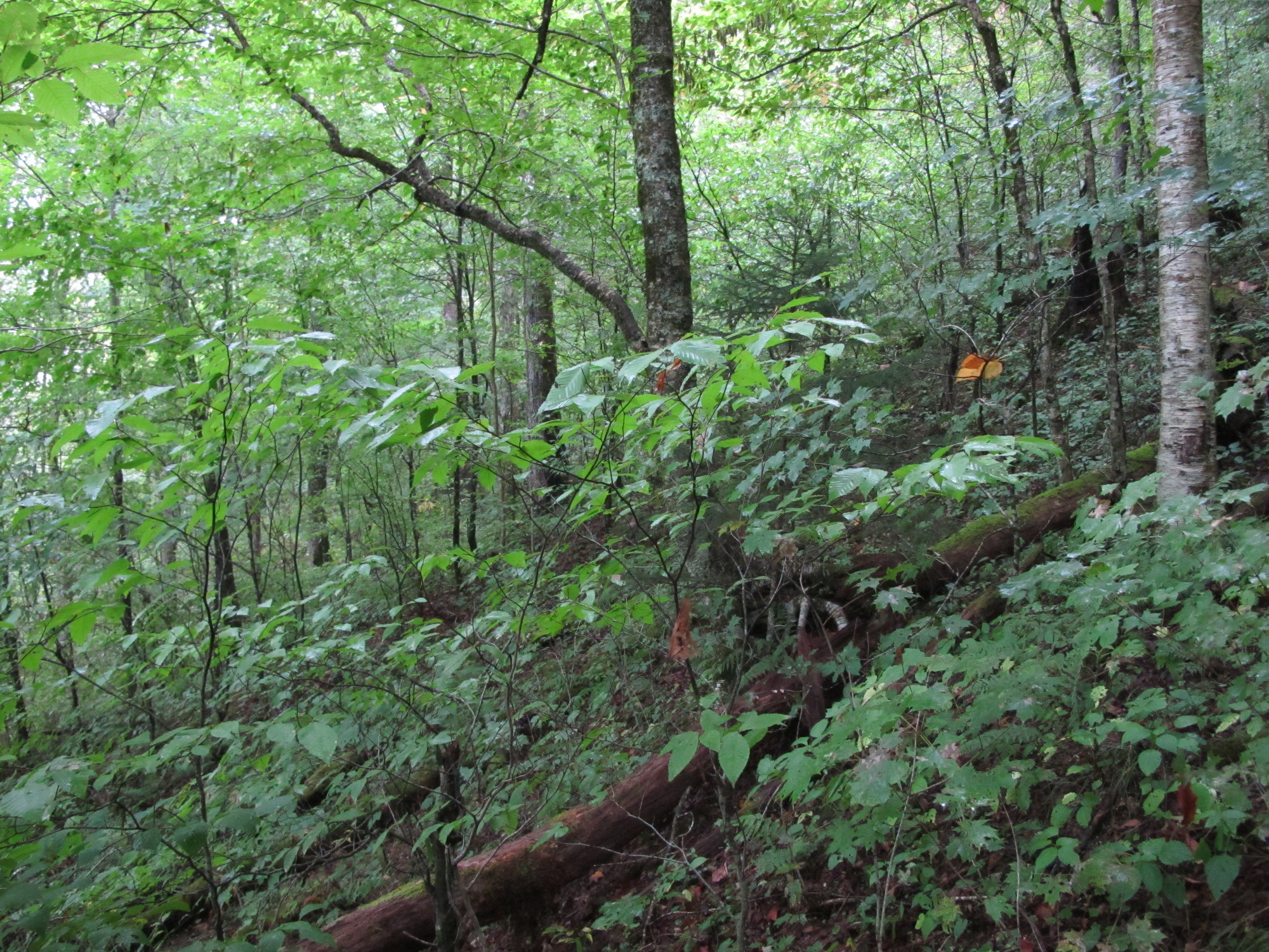 GRSM Accuracy Assessment. Plot Code: GRSM_AA_0788_2