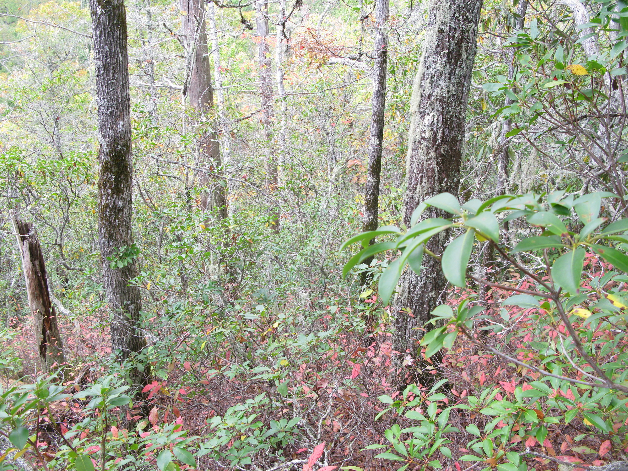 GRSM Accuracy Assessment. Plot Code: GRSM_AA_0189_2