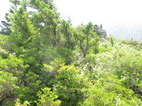 GRSM Accuracy Assessment. Plot Code: GRSM_AA_0584_6