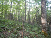 GRSM Accuracy Assessment. Plot Code: GRSM_AA_0681_4