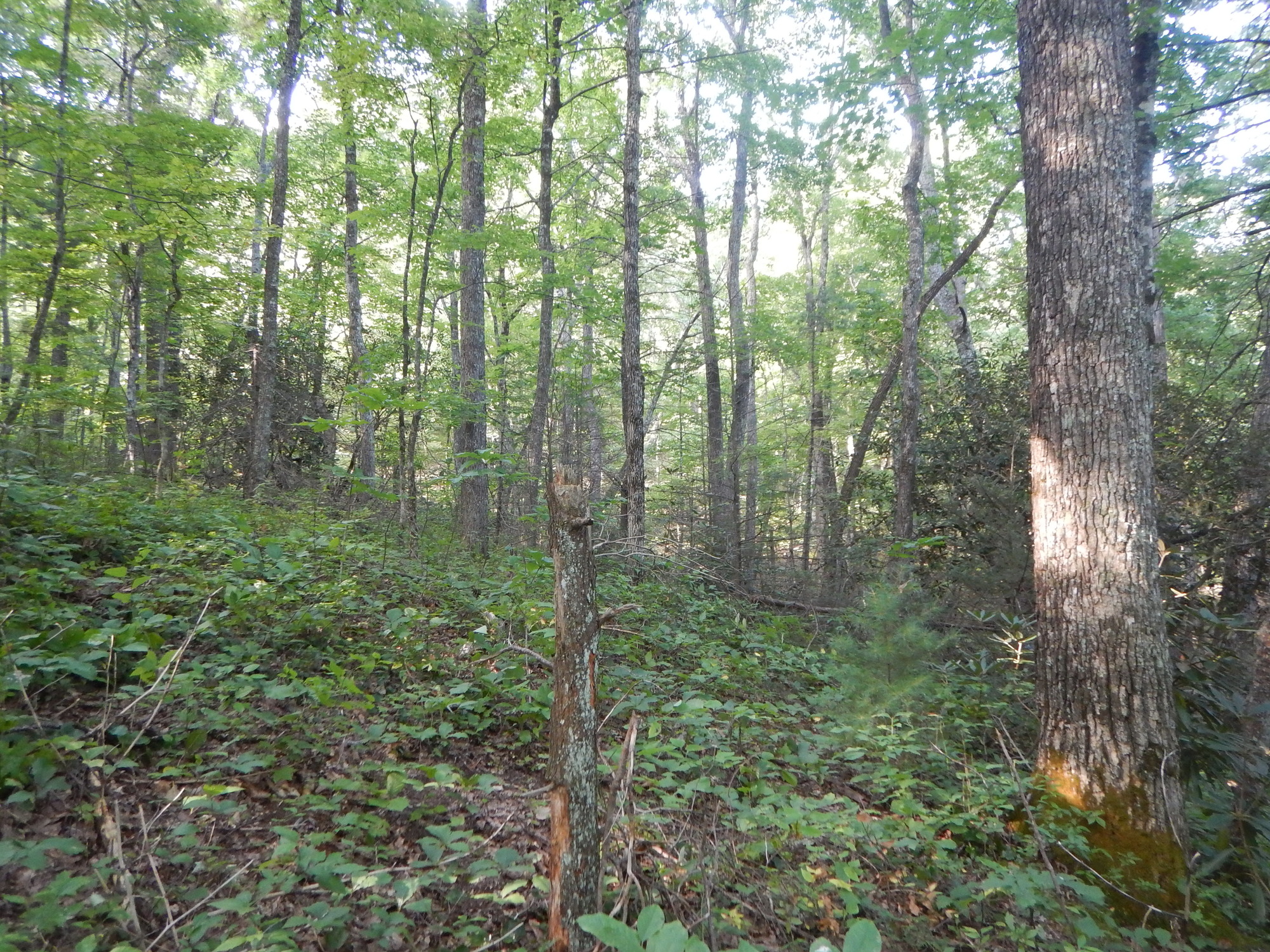 GRSM Accuracy Assessment. Plot Code: GRSM_AA_0681_4