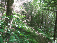 GRSM Accuracy Assessment. Plot Code: GRSM_AA_0094_4