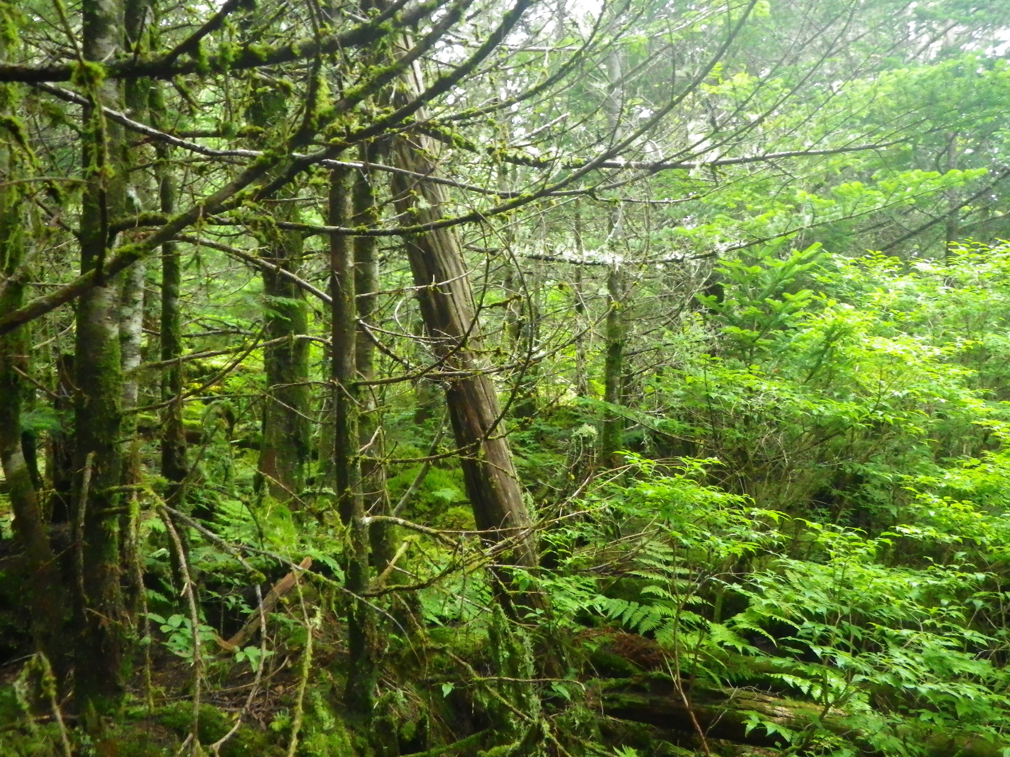 Plot Code: GRSM_AA_0658_6