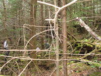 GRSM Accuracy Assessment. Plot Code: GRSM_AA_0176_5