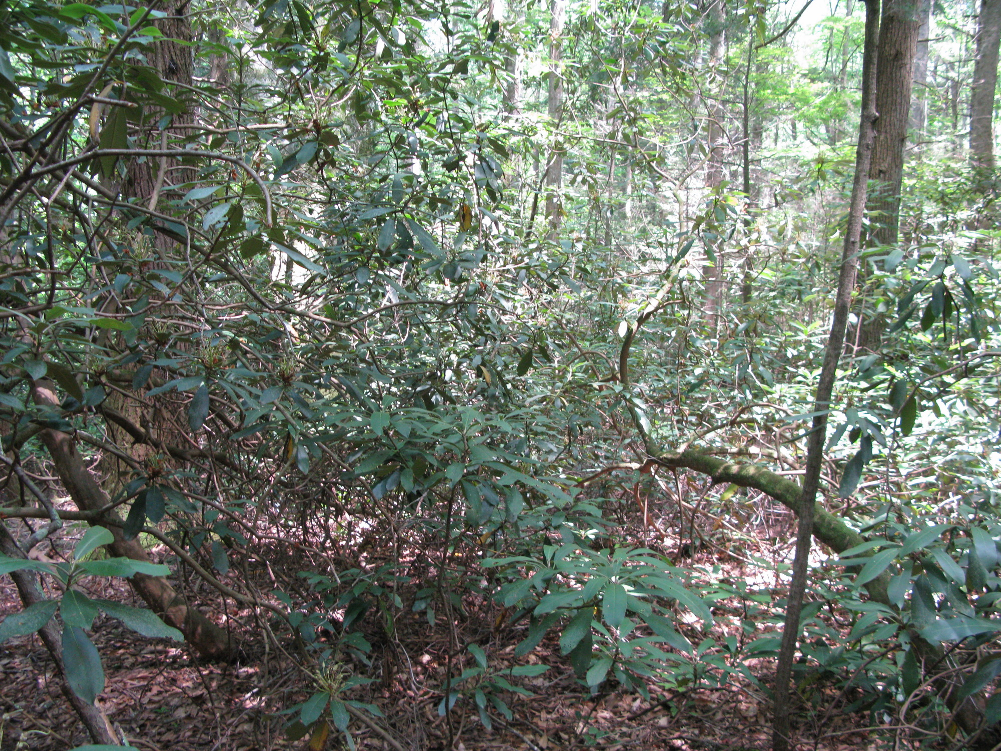 GRSM Accuracy Assessment. Plot Code: GRSM_AA_0272_3