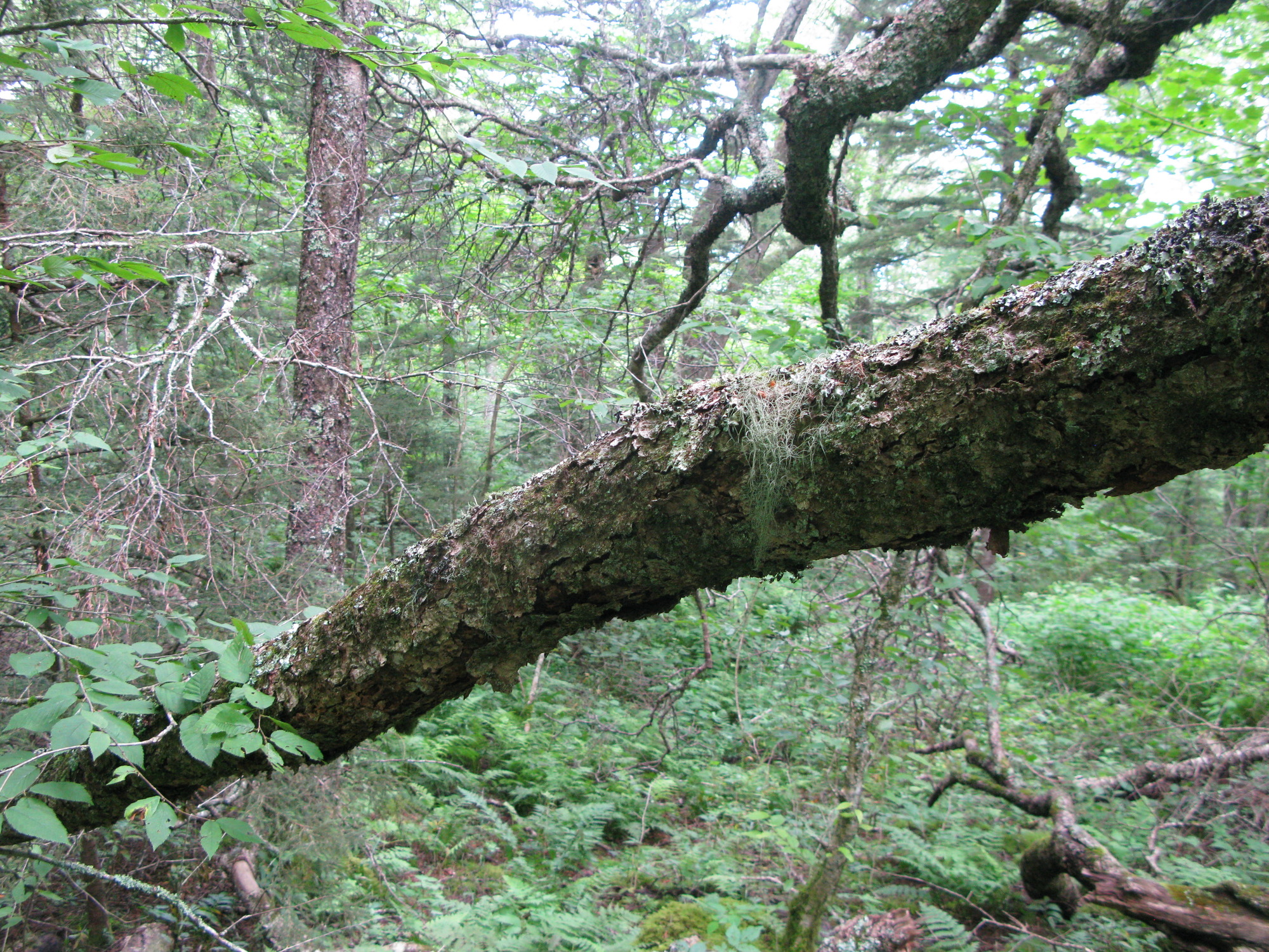 GRSM Accuracy Assessment. Plot Code: GRSM_AA_0874_2