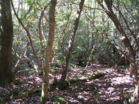 GRSM Accuracy Assessment. Plot Code: GRSM_AA_0130_5