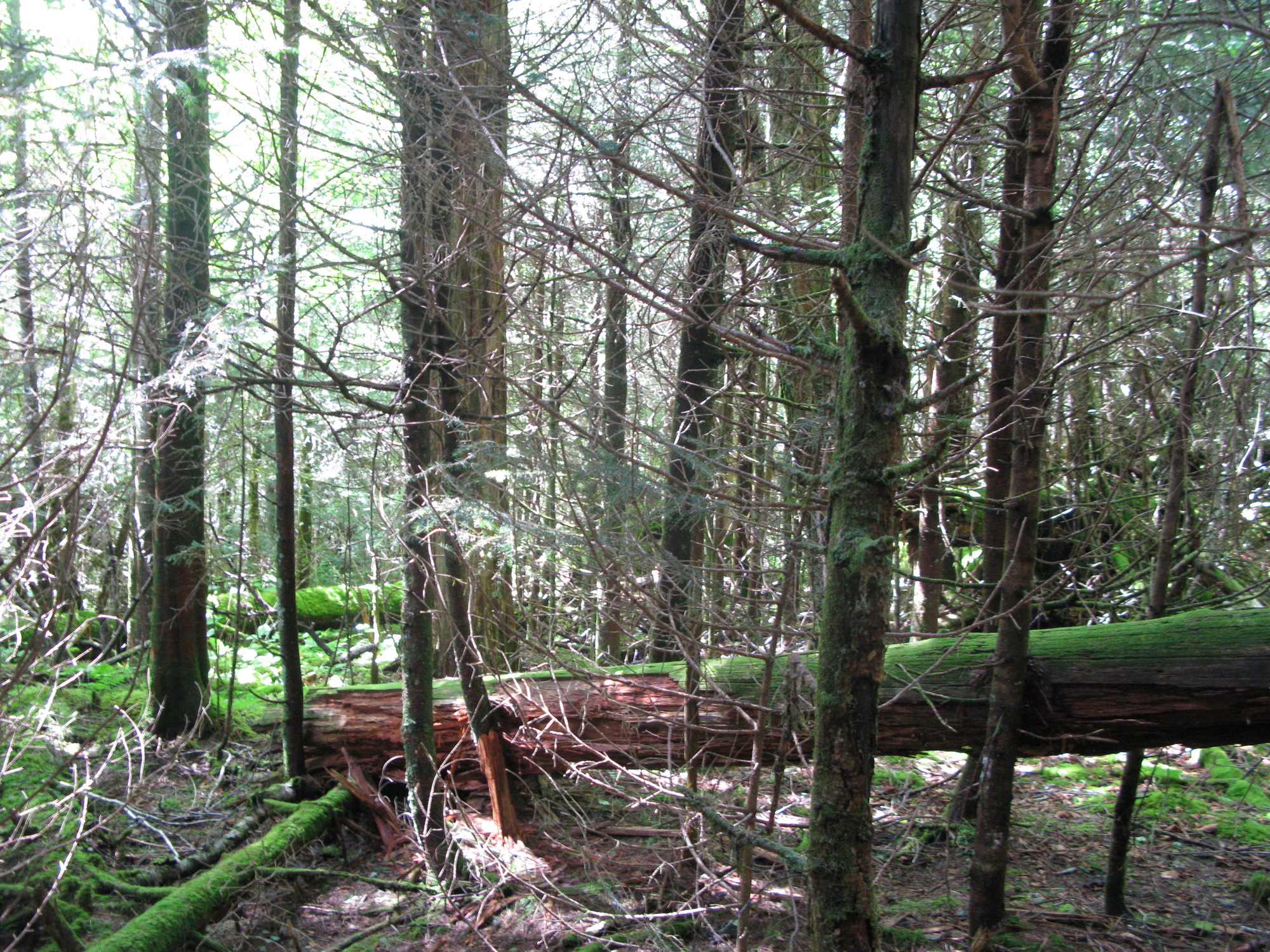 GRSM Accuracy Assessment. Plot Code: GRSM_AA_0462_6