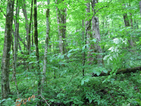 GRSM Accuracy Assessment. Plot Code: GRSM_AA_0907_4